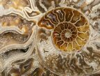 Choffaticeras (Daisy Flower) Ammonite #12455-6